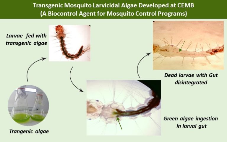 4B Main Page Picture Algae